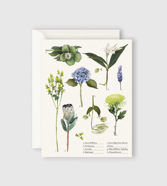 FATHER RABBIT // Card BOTANICAL COLLECTION